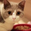 Cara Memberi Makan Kucing Dengan Benar