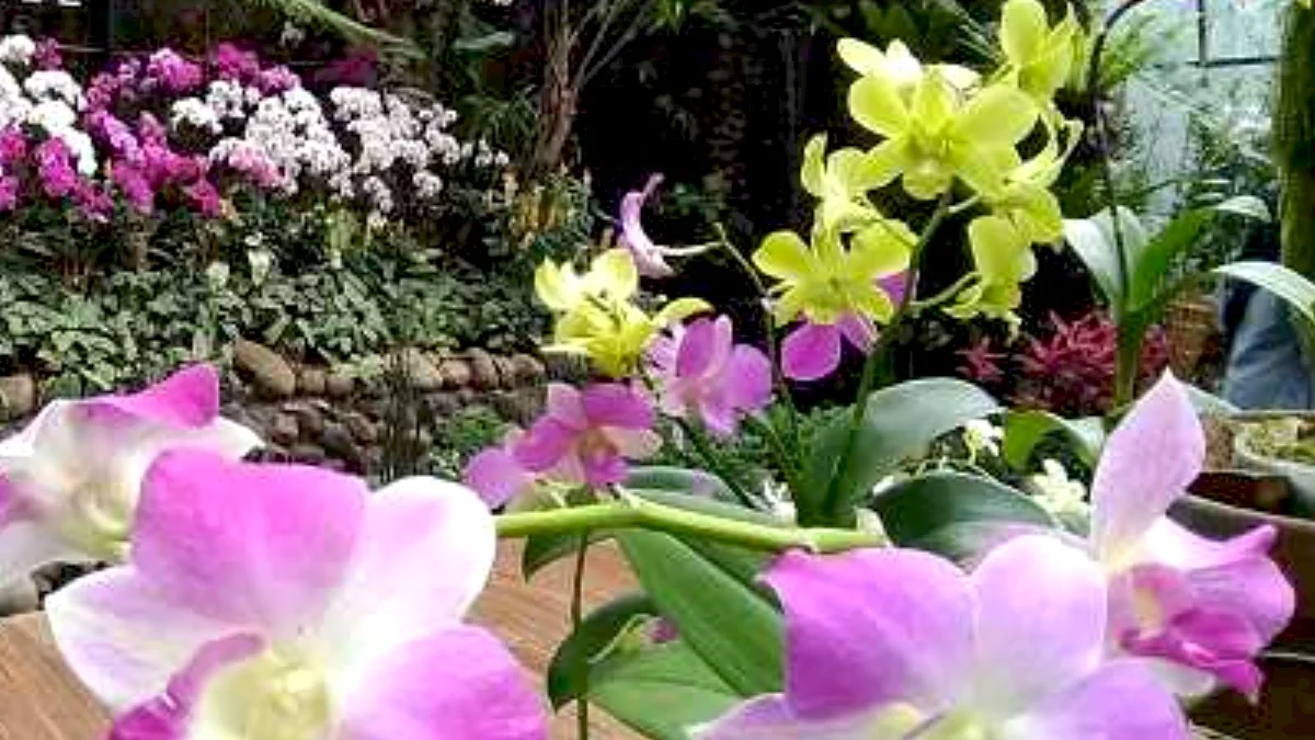 Keindahan Taman Bunga Anggrek dari Kota Sumedang Cuma 1 Jam lewat Pusat Kota