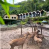 Penginapan Terdekat dan Spot Terbaik di Wisata Edukasi Kebun Binatang Sumedang, Kebun Binatang Pertama di Sumedang!