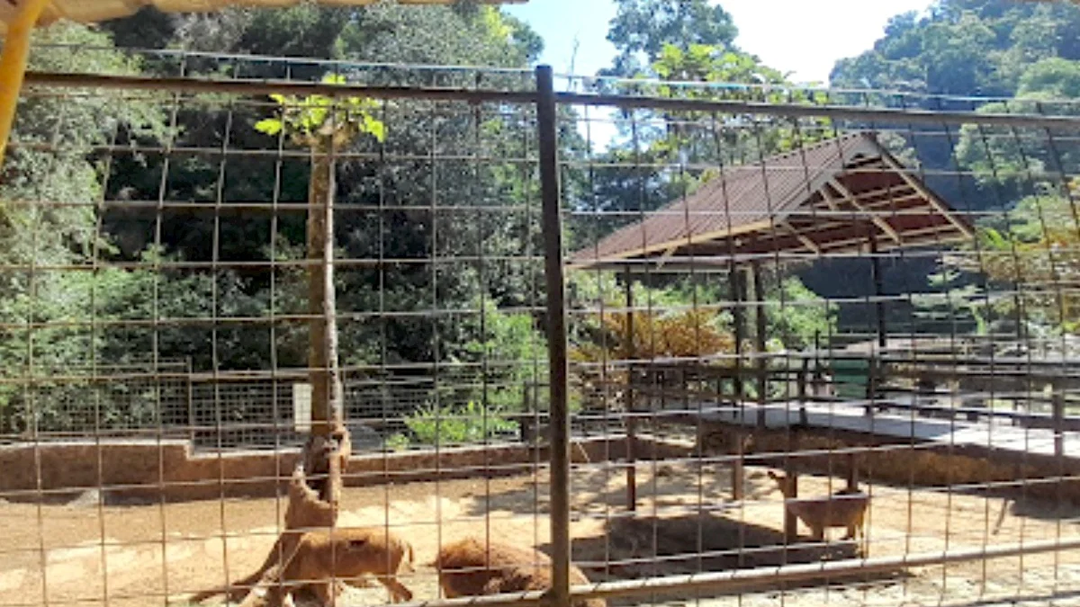 Wisata Kebun Binatang Sumedang Rasakan Keseruan Beri Rusa Makan Wortel