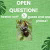 Menjelajahi Kecintaan Kumbang pada Makanan: Kumbang Makan Apa?