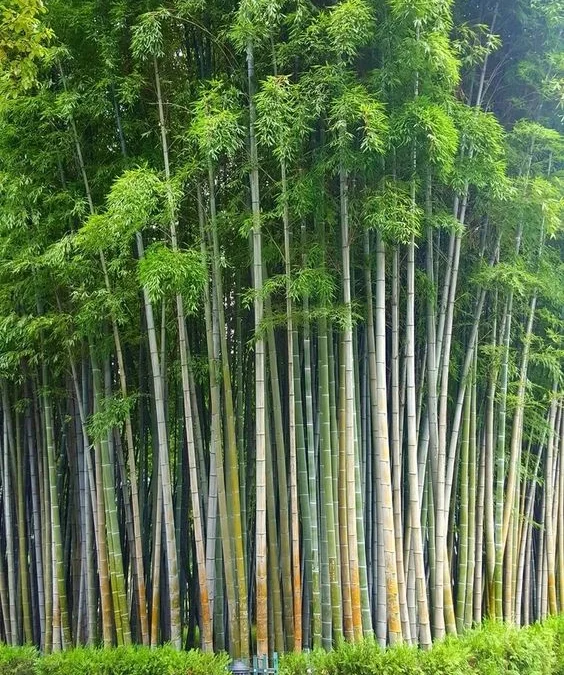 Hutan Bambu dan Kebun Anggrek Tanjung Medar, Sumedang: Keindahan Tak Tertandingi dengan Harga Tiket Terjangkau