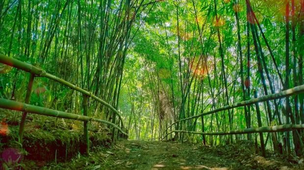 Hutan Bambu Arcamanik Bandung Pesona Alam yang Menyegarkan di Tengah Kota