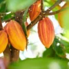 Menjelajahi Wisata Agrowisata: Kebun Coklat di Kaki Gunung Palasari Sumedang