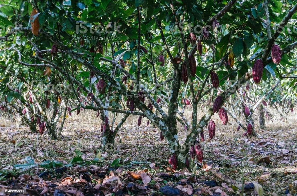 Yuk Kita Keliling Ke Wisata Agrowisata Kebun Coklat di Kaki Gunung Palasari Sumedang!