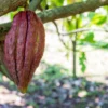 Kebun Coklat Keren di Kaki Gunung Palasari Sumedang: Tempat Asyik buat Nongkrong dan Peluang Bisnis Coklat yang Gokil