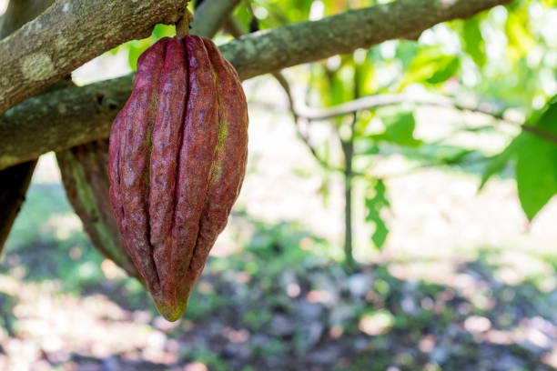 Kebun Coklat Keren di Kaki Gunung Palasari Sumedang: Tempat Asyik buat Nongkrong dan Peluang Bisnis Coklat yang Gokil