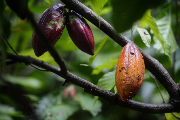 Yuk Kita Nge-eksplore Agrowisata Kebun Coklat Keren di Bawah Gunung Palasari Sumedang