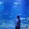 Aquarium Indonesia Pangandaran, Tujuan No 1 Wisata Edukasi Jawa Barat. Cocok Untuk Study Tour Anak Sekolahan