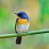 Mengenal Burung Tledekan Gunung Jabar : Ciri, Harga dan Tips Perawatan