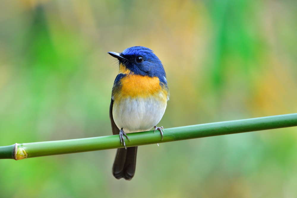 Mengenal Burung Tledekan Gunung Jabar : Ciri, Harga dan Tips Perawatan