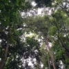 Eksplorasi Keindahan Taman Bunga dan Hutan Raya di Sumedang