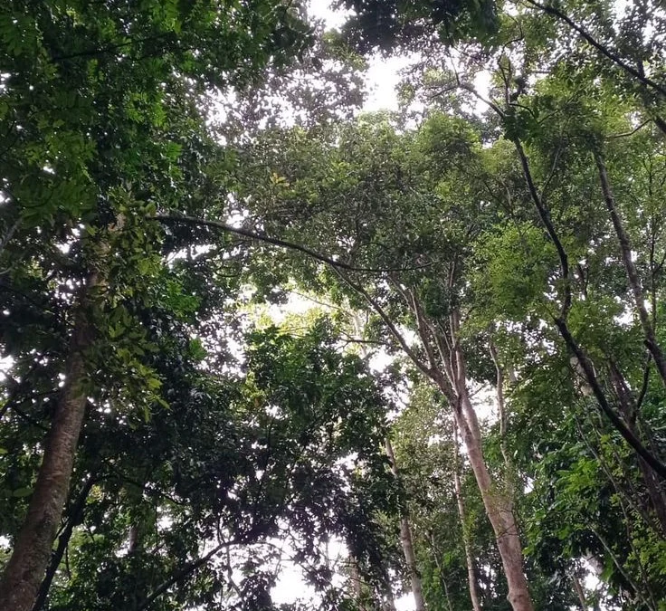 Eksplorasi Keindahan Taman Bunga dan Hutan Raya di Sumedang
