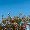 Menggapai Keindahan Alam Dataran Tinggi Sumedang Melalui Wisata Kebun Apel dan Buah-buahan