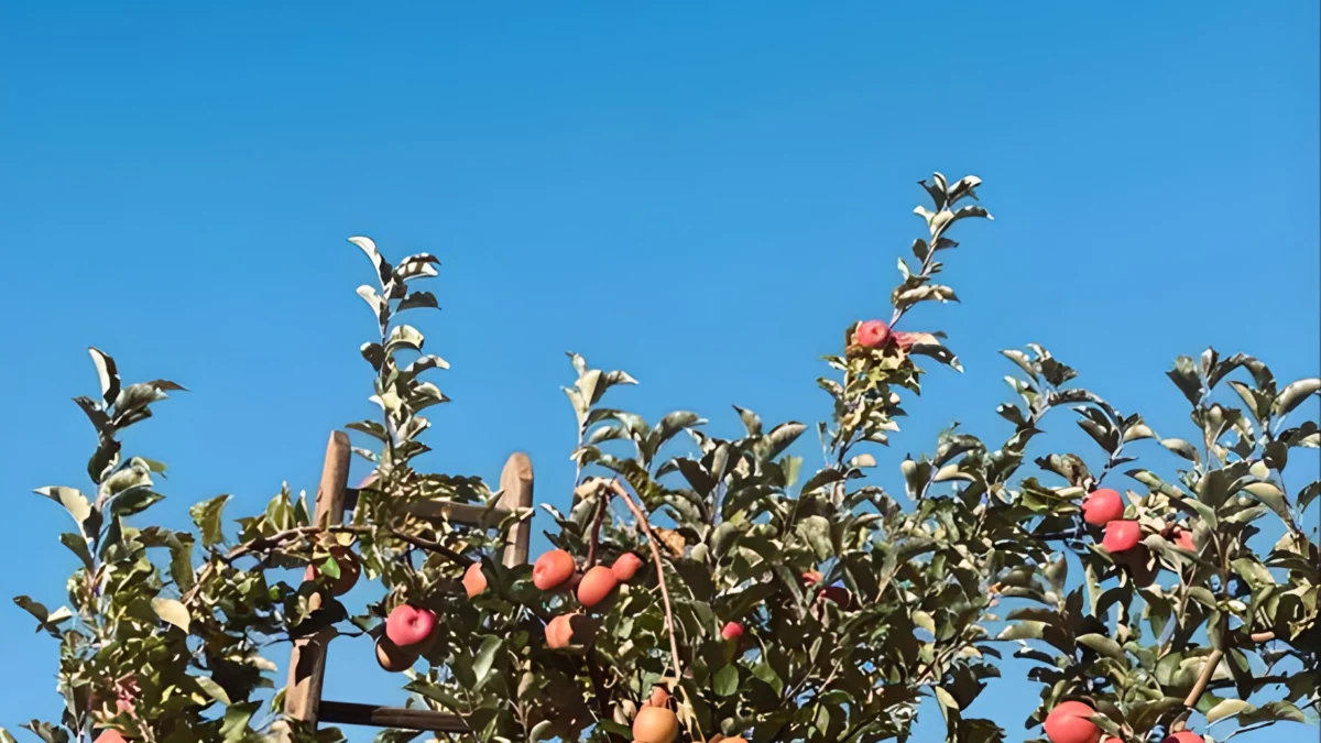 Menggapai Keindahan Alam Dataran Tinggi Sumedang Melalui Wisata Kebun Apel dan Buah-buahan