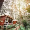 Tempat Healing Terbaik dengan Menikmati Keindahan Hutan Pinus Cikole Bandung! Sejuk Banget