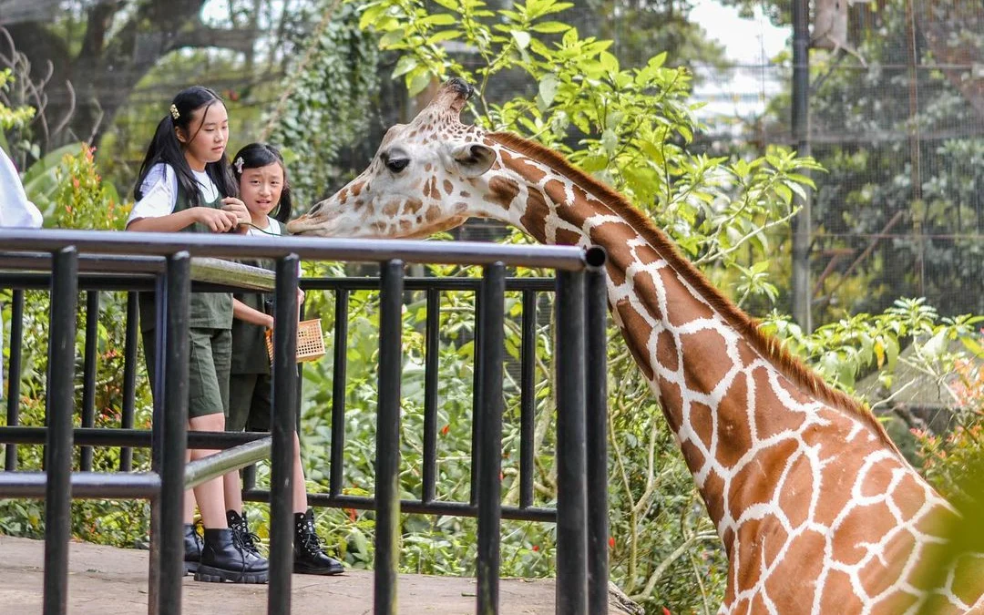 Kebun Binatang Raya Bandung, Wisata Edukasi dan Hiburan untuk Keluarga
