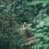 Hutan Pinus Cikole, Bandung: Petualangan Downhill yang Memacu Adrenalin