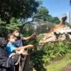 Asyik Wisata Alam Bersama Keluarga Ke Bandung Zoo Beragam Binatang