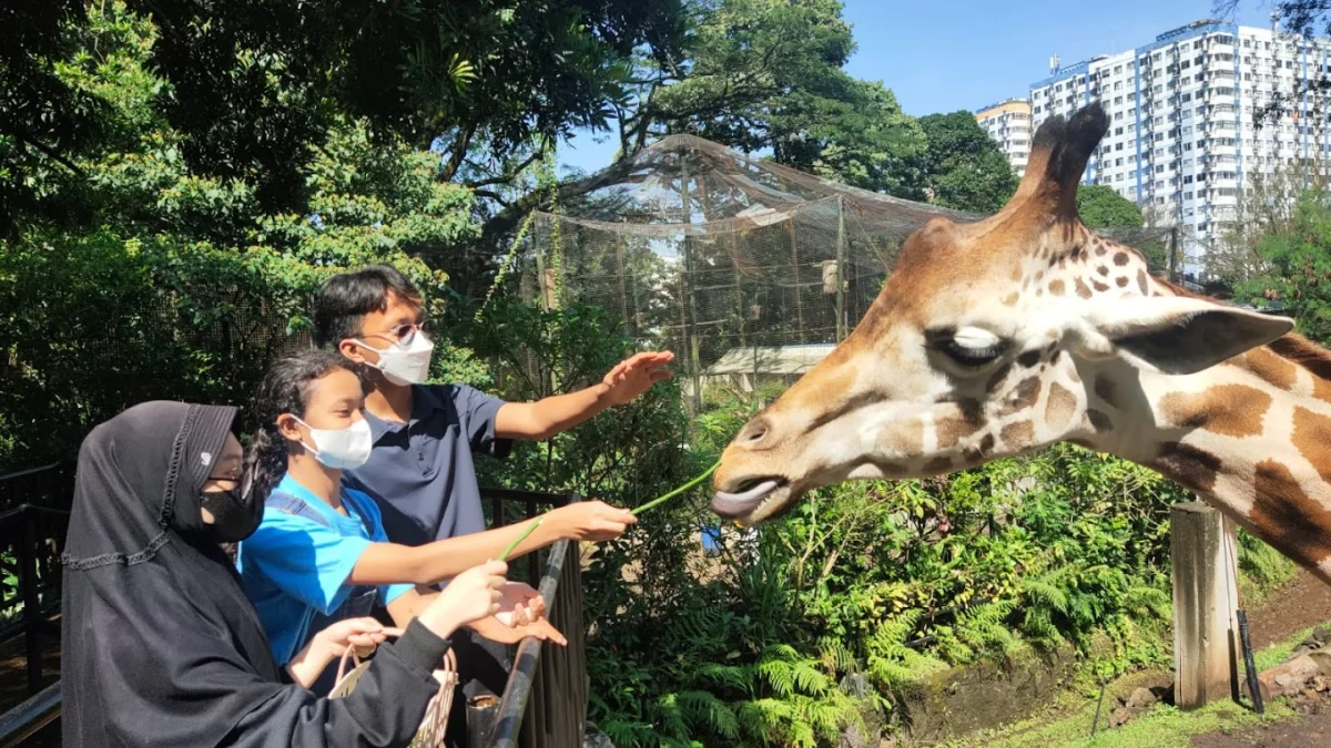 Asyik Wisata Alam Bersama Keluarga Ke Bandung Zoo Beragam Binatang