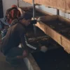 ISTIMEWA BERI PAKAN: Seorang peternak maggot di Sumedang saat memberi makan larva maggot di Dusun Pasarean, Desa Margamukti, Kecamatan Sumedang Utara, baru-baru ini.