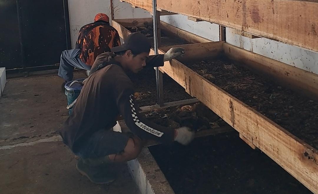 ISTIMEWA BERI PAKAN: Seorang peternak maggot di Sumedang saat memberi makan larva maggot di Dusun Pasarean, Desa Margamukti, Kecamatan Sumedang Utara, baru-baru ini.