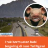 Truk Bermuatan Babi Terguling Di Ruas Tol Ngawi