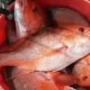 Nelayan Di Pangandaran Panen Kakap Merah 2,6 Ton