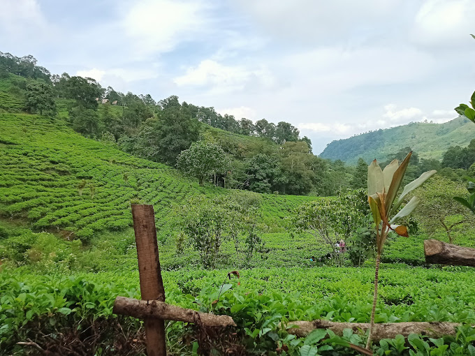 Sejarah perkebunan teh Cisoka Sumedang