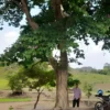 Pohon Bungur 'Raksasa'