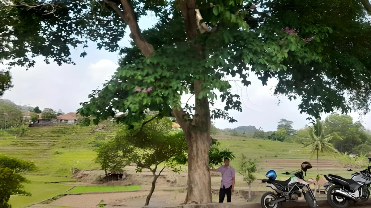Pohon Bungur 'Raksasa'