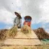 Petani Rancakalong, Sumedang Pilih Simpan Padi Sendiri Daripada Dijual