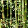 Manfaat dan kegunaan pohon bambu untuk lingkungan sekitar