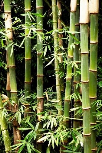 Manfaat dan kegunaan pohon bambu untuk lingkungan sekitar