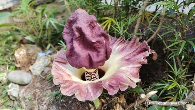 Bunga Bangkai Amorphophallus