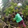 Detik-Detik Mencekam! Pohon Tumbang di Jalan Raya Cadas Pangeran Bikin Lalulintas Macet