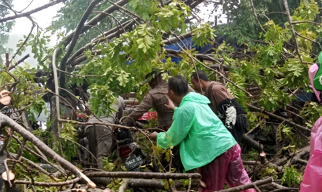 Detik-Detik Mencekam! Pohon Tumbang di Jalan Raya Cadas Pangeran Bikin Lalulintas Macet