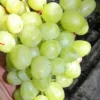Amira Grape Sumedang Menawarkan Harga Anggur Terjangkau, Mulai dari 25 Ribuan hingga 125 Ribuan per Kilo