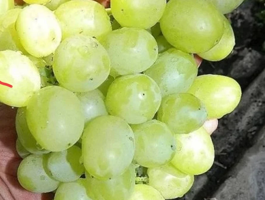 Amira Grape Sumedang Menawarkan Harga Anggur Terjangkau, Mulai dari 25 Ribuan hingga 125 Ribuan per Kilo