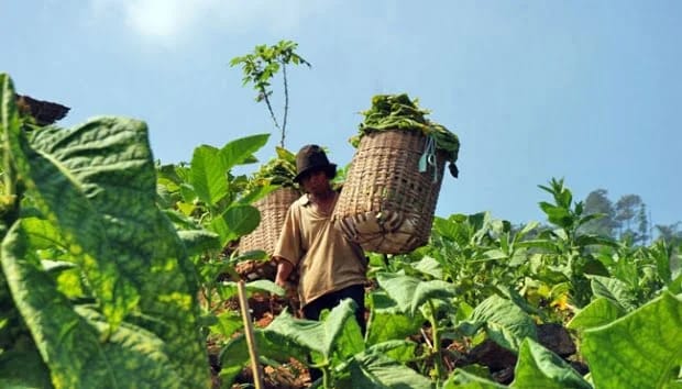 NET ILLUSTRASI PANEN: Petani tengah merawat tembakau di salah satu wilayah Sumedang, baru-baru ini.
