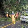 EVAKUASI: Petugas BPBD Kabupaten Sumedang sedang membersihkan sisa pohon yang tumbang dan menutup jalan di jalur Corebon-Bandung, tepatnya di wilayah Kecamatan Pamulihan, kemarin.