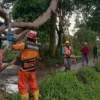 TANGANI: Anggota BPBD Kabupaten Sumedang saat menanggulangi bencana pohon tumbang di wilayah Kecamatan Tanjungsari, beberapa hari lalu.