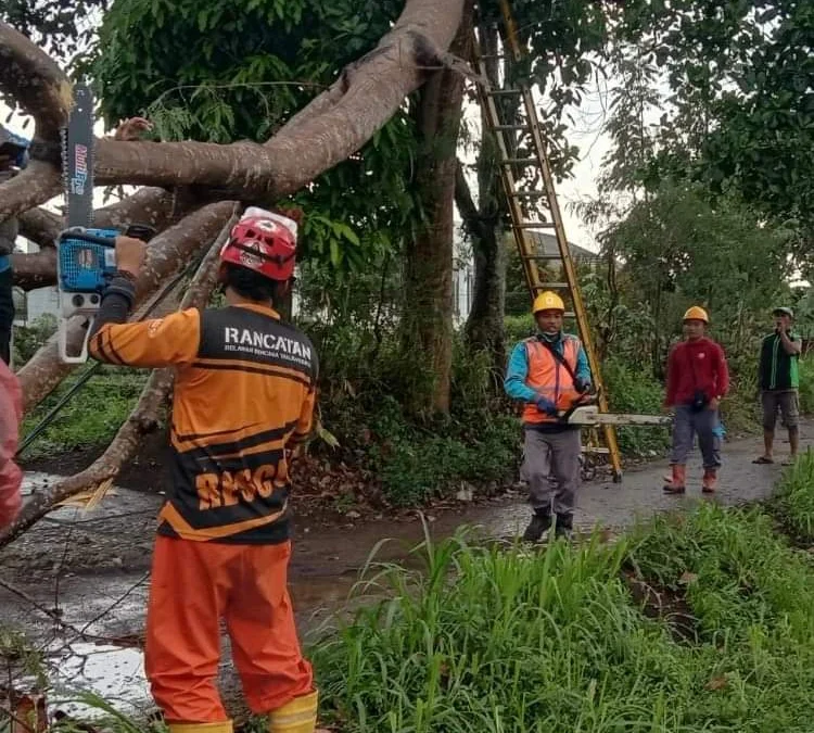 TANGANI: Anggota BPBD Kabupaten Sumedang saat menanggulangi bencana pohon tumbang di wilayah Kecamatan Tanjungsari, beberapa hari lalu.