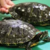 Kisah Pemuda Ciamis Yang Sukses Berbisnis Ternak Kura-kura Brasil