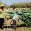 Dulu Pengekspor Gula Terbesar, Kini Indonesia Jadi Importir Terbesar