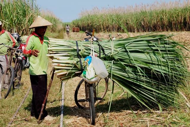 Dulu Pengekspor Gula Terbesar, Kini Indonesia Jadi Importir Terbesar