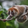Kukang Primata Langka yang Dilindungi dan Terancam Punah Muncul di Sumedang