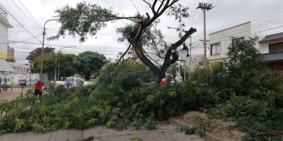 BPBD Majalengka Menanggapi Cepat dan Efektif Terhadap Pohon Tumbang di Jalan Majalengka - Bandung