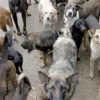 Polisi Ungkap Sindikat Perdagangan Anjing: 226 Anjing Ditemukan dalam Truk!