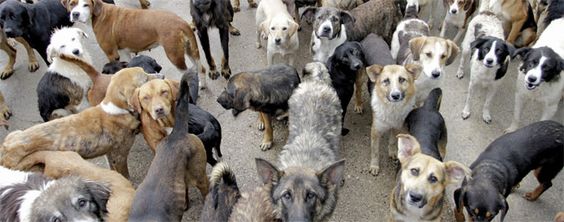Polisi Ungkap Sindikat Perdagangan Anjing: 226 Anjing Ditemukan dalam Truk!